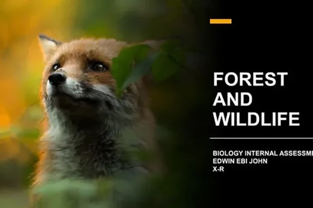 Govt of India: Forest and Wildlife Internship Free Certificate